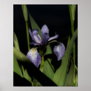 Póster Flor Iris de bandera azul