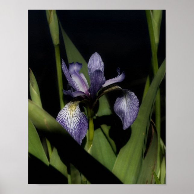 Póster Flor Iris de bandera azul (Frente)