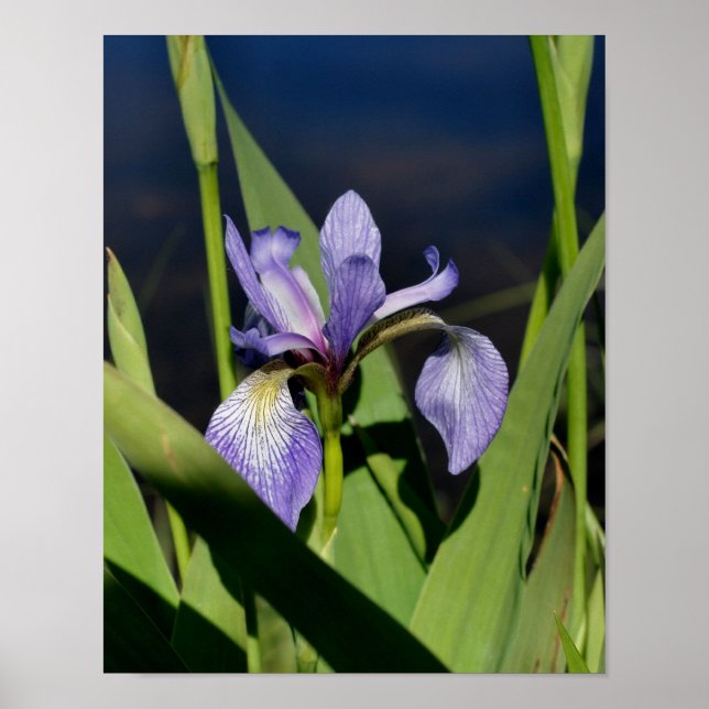 Póster Flor Iris de bandera azul (Frente)