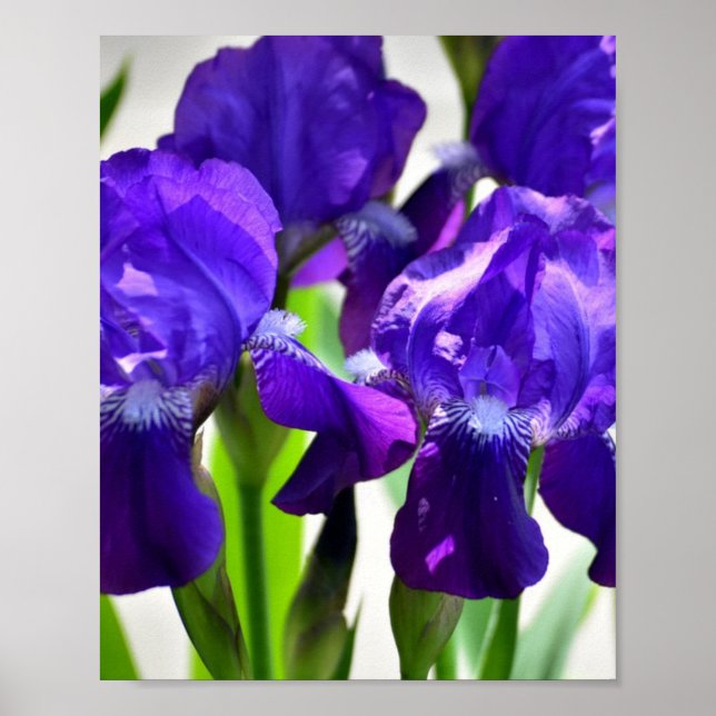 Póster Flor iris de iris de iris morado (Frente)