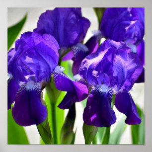 Póster Flor iris de iris de iris morado