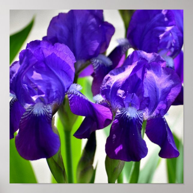 Póster Flor iris de iris de iris morado (Frente)