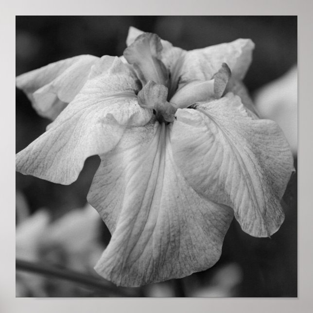 Póster Flor Iris Japonesa Cierra Blanco Y Negro (Frente)