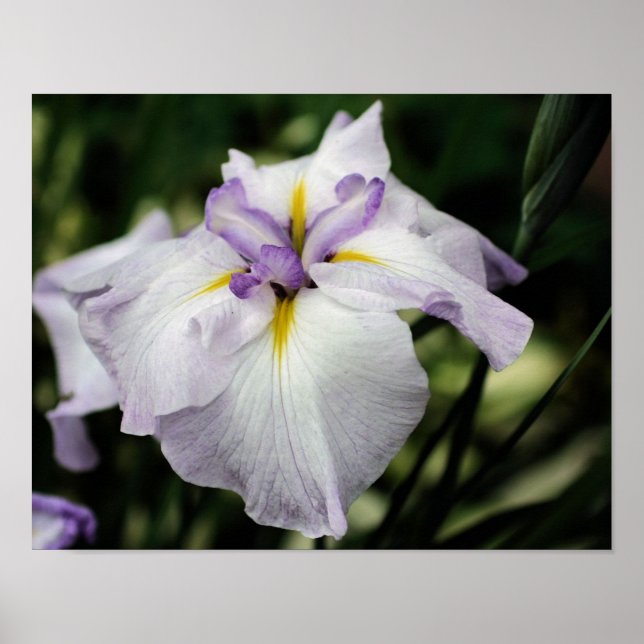 Póster Flor Iris Japonesa En Bloom (Frente)