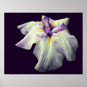 Póster Flor Iris japonesa morada se acerca