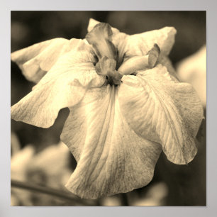 Póster Flor japonesa Iris cierra el tono de Sepia