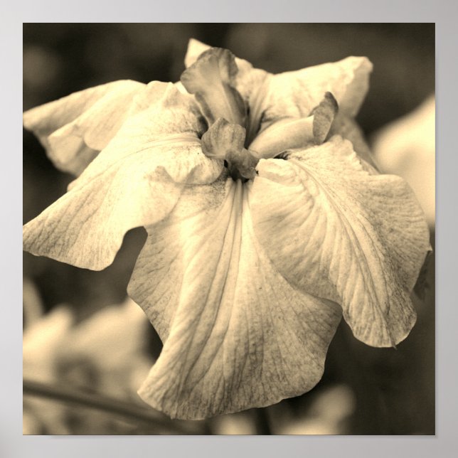 Póster Flor japonesa Iris cierra el tono de Sepia (Frente)