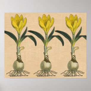 Póster Flor Jardín Botánico Amaryllis Tulip