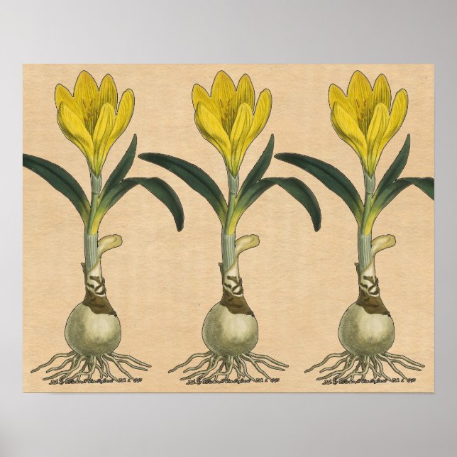 Póster Flor Jardín Botánico Amaryllis Tulip (Frente)