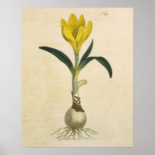 Póster Flor Jardín Botánico Amaryllis Tulip