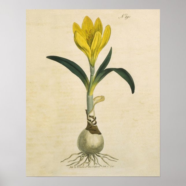 Póster Flor Jardín Botánico Amaryllis Tulip (Frente)