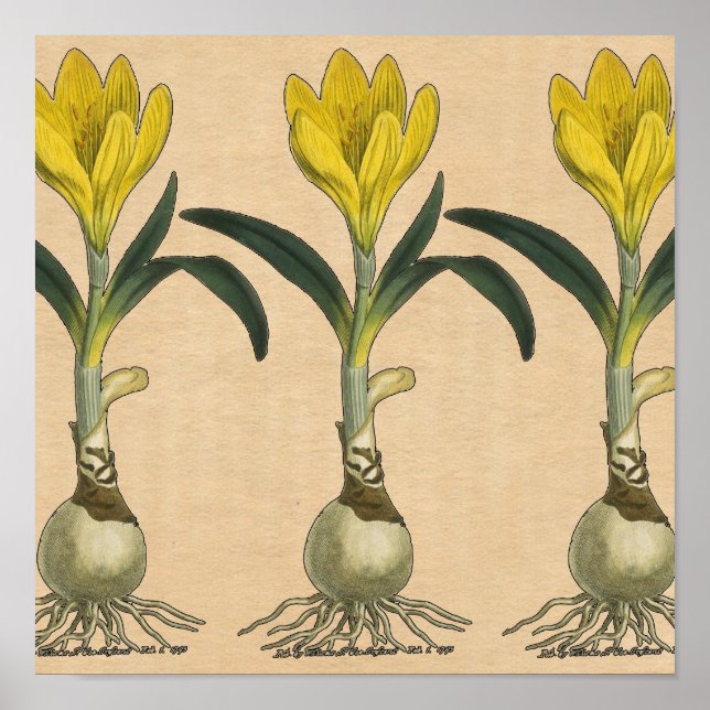 Póster Flor Jardín Botánico Amaryllis Tulip (Frente)