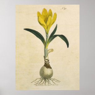 Póster Flor Jardín Botánico Amaryllis Tulip
