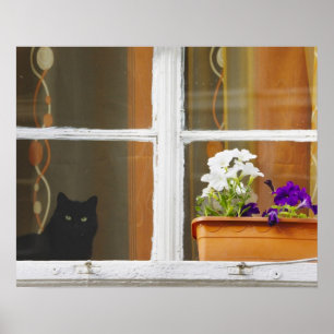 Póster Flor junto a la ventana, Sighisoara, Rumania
