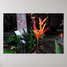 Póster flor laranjada