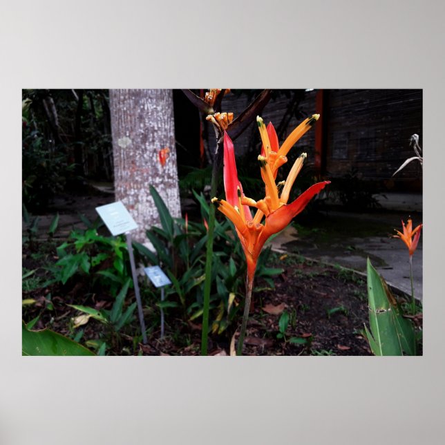 Póster flor laranjada (Frente)