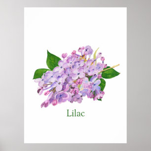 Póster flor lilac púrpura acuarela botánica