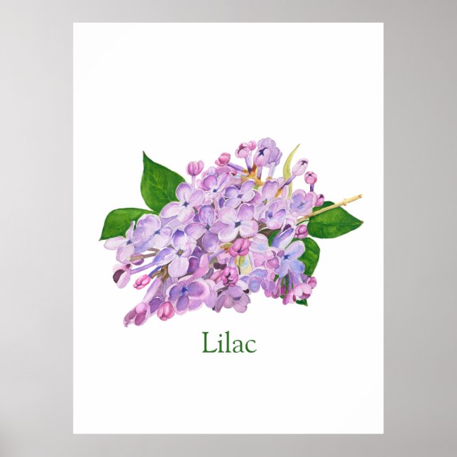 Póster flor lilac púrpura acuarela botánica (Frente)