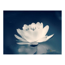 Flor Lotus con tonos azules