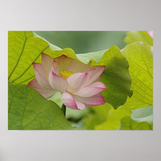 Póster Flor Lotus, Nelumbo nucifera, China (Frente)