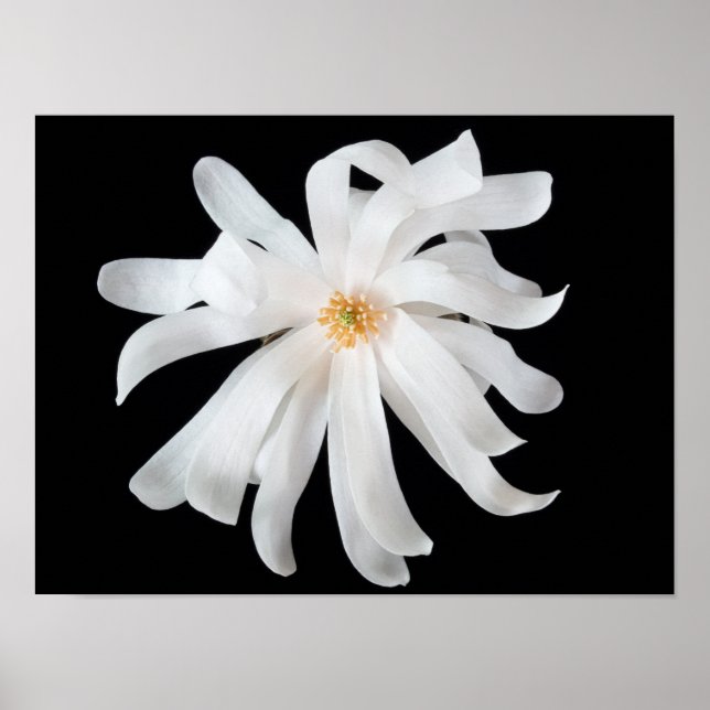 Póster Flor magnolia en negro (Frente)