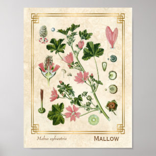 Póster Flor malvada rosa de la hierba botánica