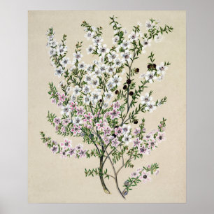 Póster Flor Manuka de Nueva Zelanda (Espario Leptospermum