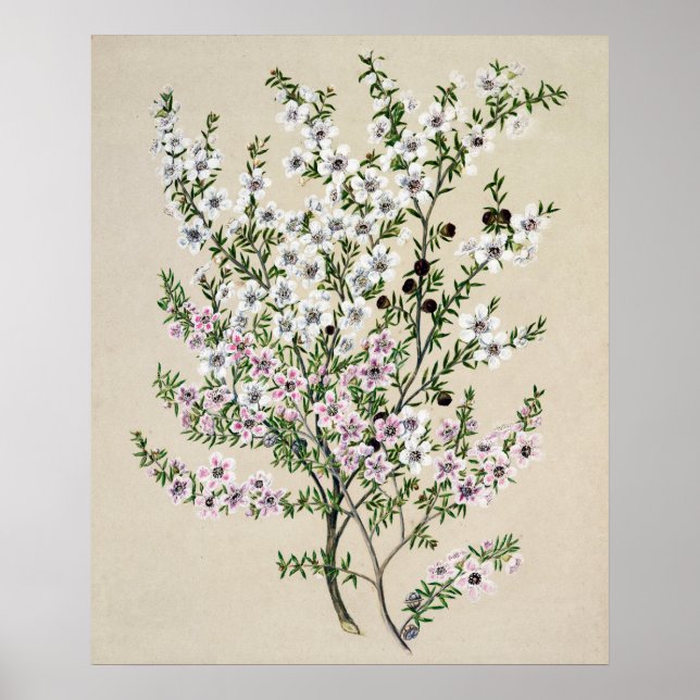 Póster Flor Manuka de Nueva Zelanda (Espario Leptospermum (Frente)