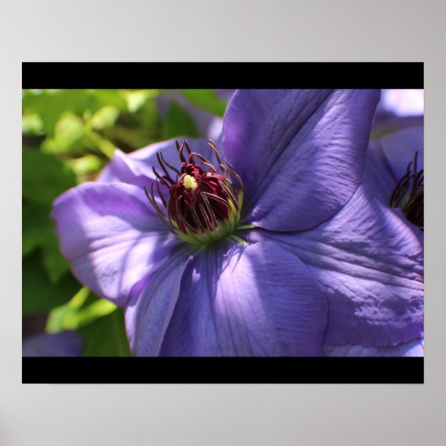 Póster Flor morada (Frente)