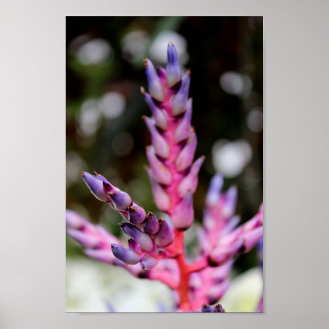 Póster Flor morada (Frente)