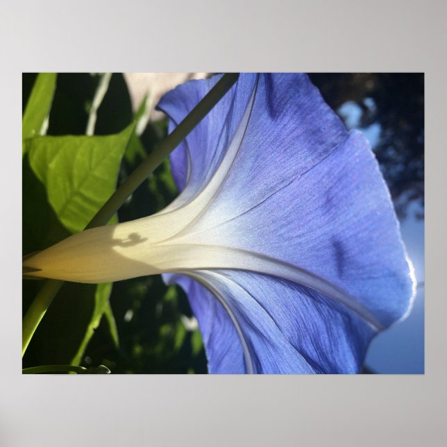 Póster Flor morada (Frente)