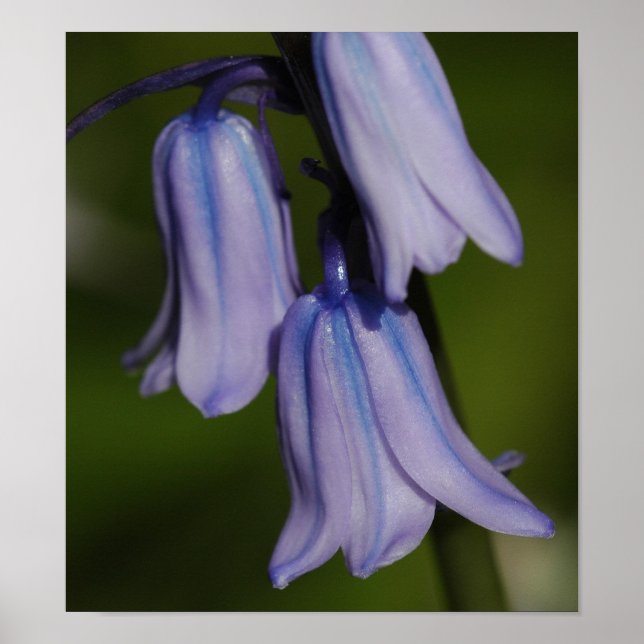 Póster Flor morada (Frente)