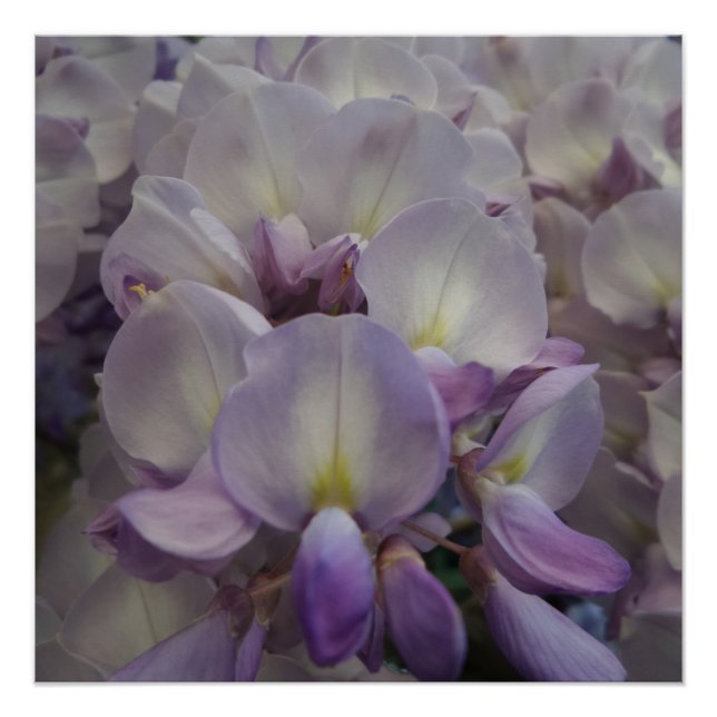 Póster Flor morada 20" x 20",Papel Poster,Semibrillo (Anverso)