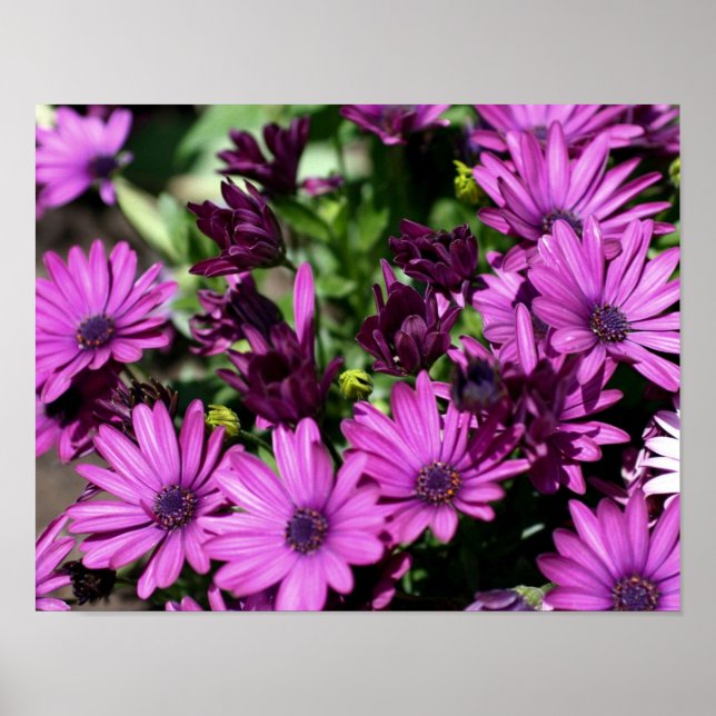 Póster Flor morada africana (Frente)