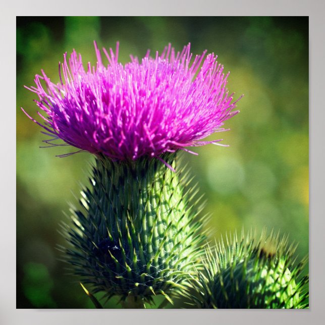 Póster Flor morada de cardo se acerca (Frente)