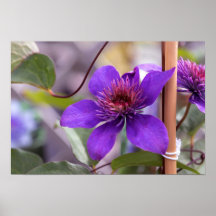 Flor morada de clematis