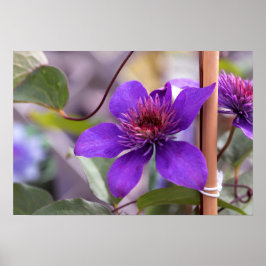 Póster Flor morada de clematis