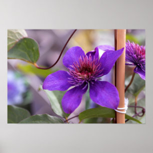 Póster Flor morada de clematis