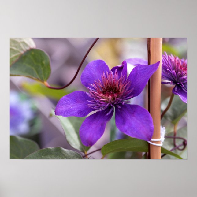 Póster Flor morada de clematis (Frente)