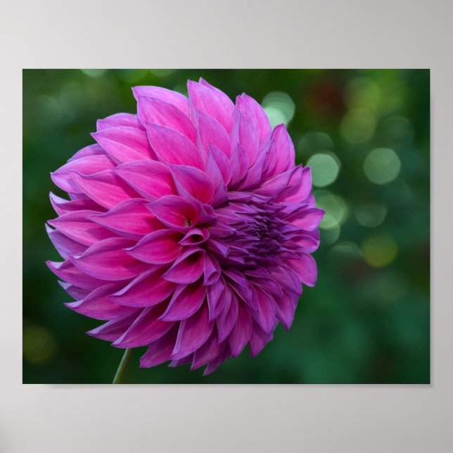 Póster Flor morada de dahlia (Frente)