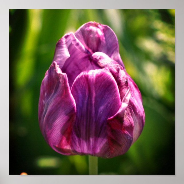 Póster Flor morada de tulipán (Frente)