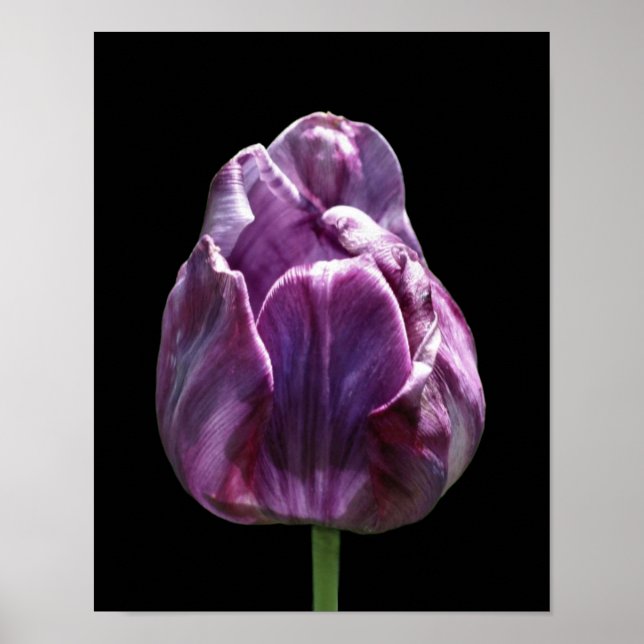 Póster Flor morada de tulipán (Frente)