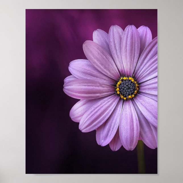 Póster Flor morada en flor (Frente)