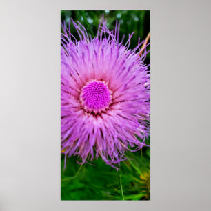 Póster Flor morada y rosa