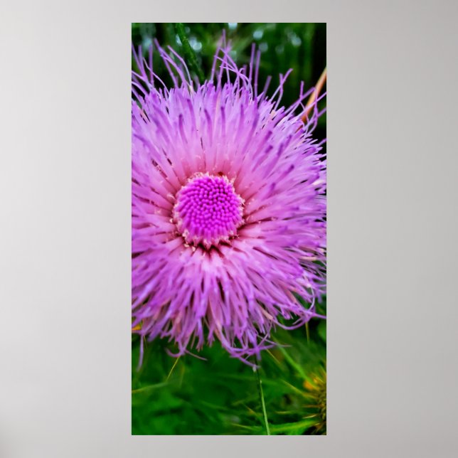 Póster Flor morada y rosa (Frente)