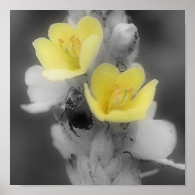 Póster Flor Mullein Con Color Parcial De Escarabajo (Frente)