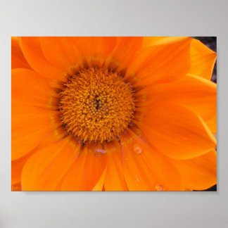 Póster Flor naranja