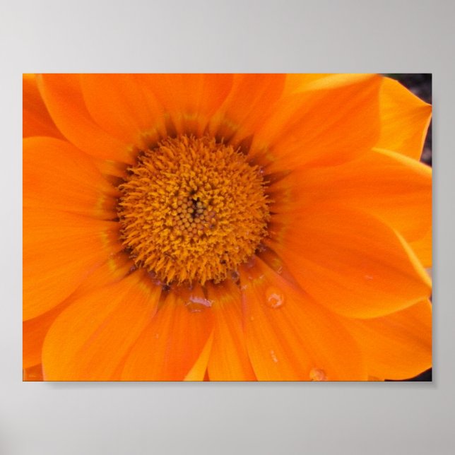Póster Flor naranja (Frente)