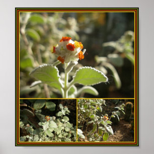 Póster Flor naranja