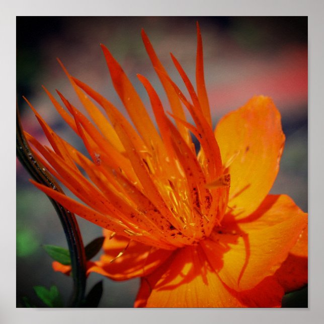 Póster Flor naranja En Flor Sunshine (Frente)